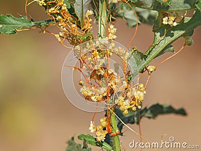 The greater dodder or European dodder, parasitic plant. Cuscuta europaea Stock Photo