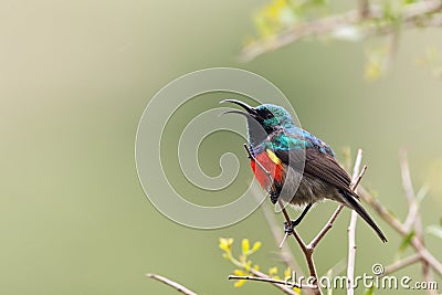 Greater Double-collared Sunbird (Cinnyris afer) Stock Photo