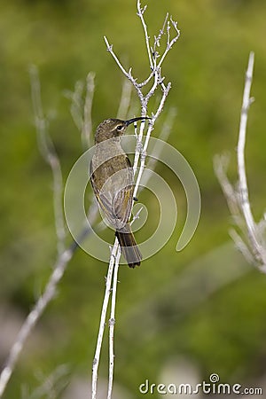 Greater Double-Collared Sunbird, nectarinia afra, Female standing on Branch, South Africa Stock Photo