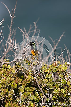 Greater Double-Collared Sunbird, nectarinia afra, Male standing on Branch, South Africa Stock Photo