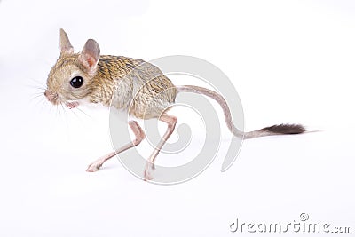 Greater Egyptian jerboa, Jaculus orientalis Stock Photo