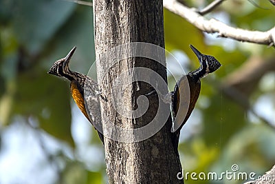 Pair of Greater flameback or Chrysocolaptes guttacristatus seen in Rongtong Stock Photo