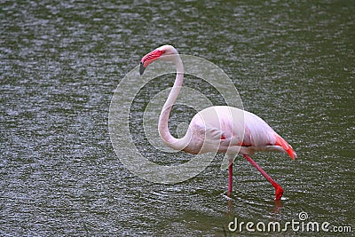 Greater Flamingo Stock Photo