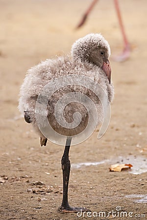 Greater flamingo fledgling / Phoenicopterus roseus Stock Photo