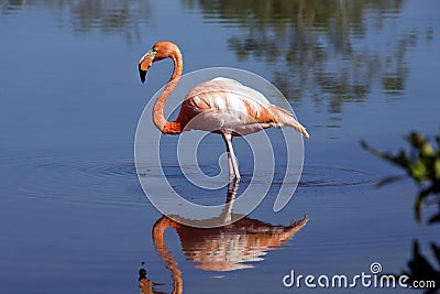 Greater Flamingo on Floreana Island in the Galapagos Islands Stock Photo