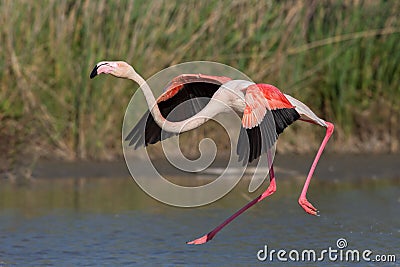 Greater flamingo in flight Phoenicopterus roseus, Camargue Stock Photo