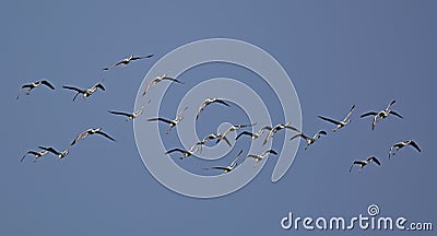 Greater Flamingo, Crete Stock Photo