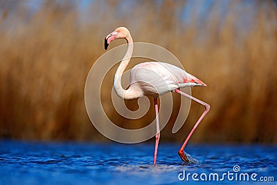 Greater Flamingo, Phoenicopterus ruber, beautiful pink big bird in dark blue water, with evening sun, reed in the background, anim Stock Photo