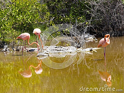 Greater Flamingo, Phoenicopterus ruber, hunts a plankton in a lagoon on Isabela Island, Galapagos, Ecuador Stock Photo