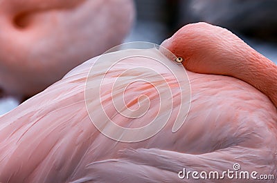 Greater Flamingo rests with beak under wing Stock Photo