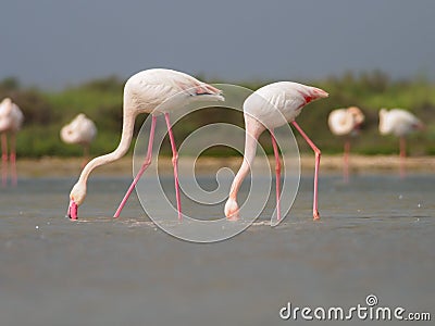 Greater Flamingoes Stock Photo