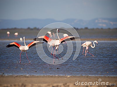 Greater Flamingoes Stock Photo