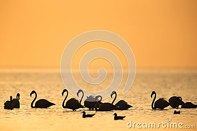 Greater Flamingos during dawn Stock Photo