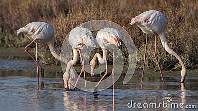 Greater Flamingos Feeding on Muddy Waters Stock Photo