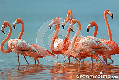 Greater Flamingos Stock Photo