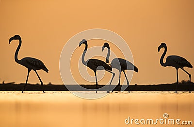 Greater Flamingos and the goden light of morning sun Stock Photo