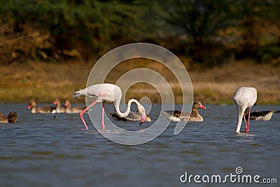 Greater Flamingos and greylag Geese in water Stock Photo