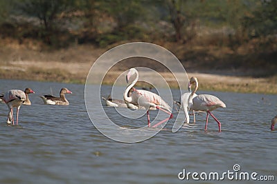 Greater Flamingos and greylag Geese in water Stock Photo