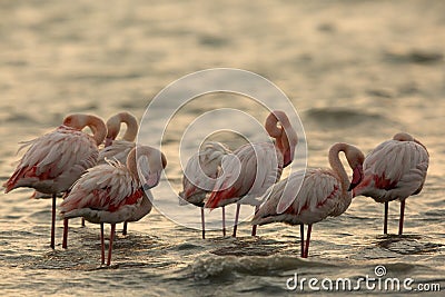 Greater Flamingos resting in the morning light Stock Photo