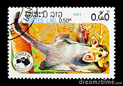 Greater Glider (Schoinobates volans), International Stamp Exhibi Editorial Stock Photo