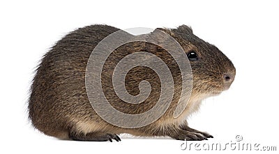 Greater guinea pig, Cavia magna Stock Photo