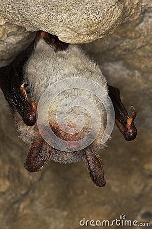 GRAND RHINOLOPHE rhinolophus ferrumequinum Stock Photo