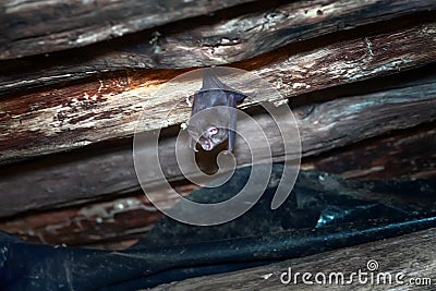 Greater horseshoe bat Stock Photo