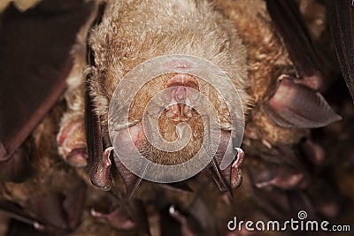 GRAND RHINOLOPHE rhinolophus ferrumequinum Stock Photo