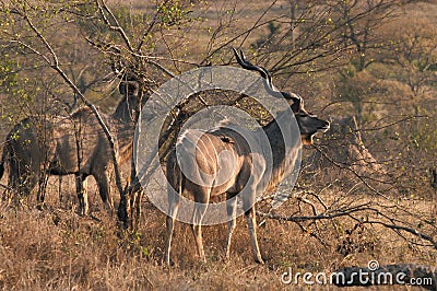 Greater Kudu Stock Photo