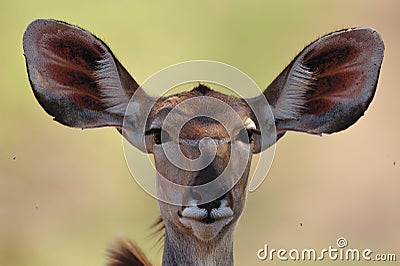 Greater Kudu female (Tragelaphus strepsiceros) Stock Photo