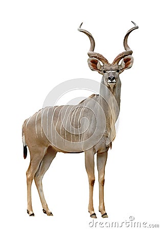 Kudu Stock Photo