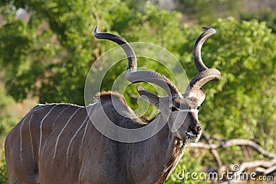 Greater kudu spiral-horned antelope Stock Photo