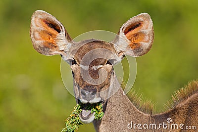 Greater Kudu (tragelaphus strepsiceros) Stock Photo