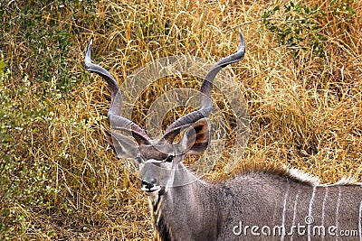 Greater kudu (Tragelaphus strepsiceros) Stock Photo