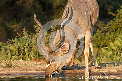 Greater Kudu Tragelaphus strepsiceros male head portrait drinking alone at a waterhole with golden light Stock Photo