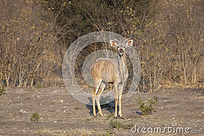 Greater Kudu (Tragelaphus strepsiceros) Stock Photo