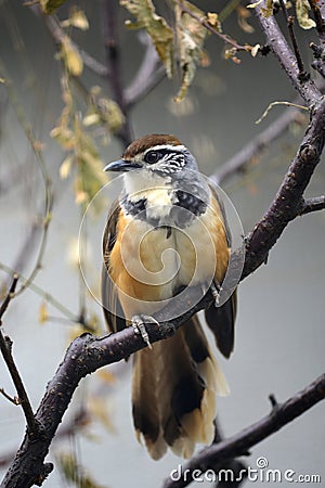 Greater Necklaced Laughing Thrush Stock Photo