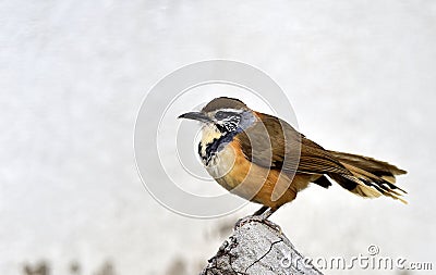 Greater Necklaced Laughing Thrush Stock Photo