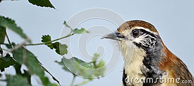 Greater Necklaced Laughing Thrush Stock Photo