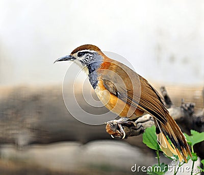 Greater Necklaced Laughing Thrush Stock Photo