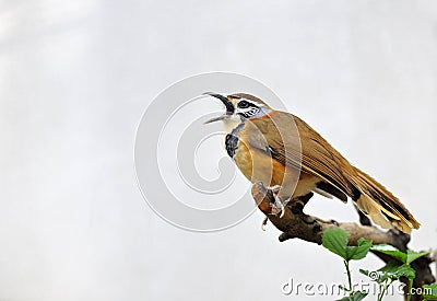 Greater Necklaced Laughing Thrush Stock Photo