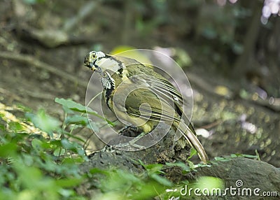 Greater Necklaced Laughing Thrush Stock Photo