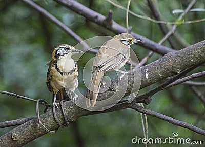 Greater Necklaced Laughing Thrush Stock Photo