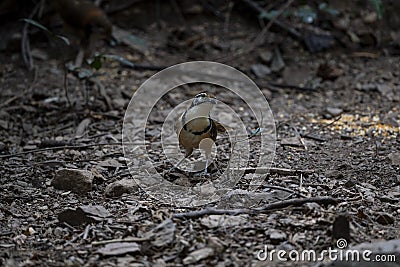 Greater necklaced laughingthrush Stock Photo