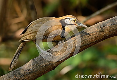 Greater Necklaced laughingthrush (Garrulax pectoralis) Stock Photo