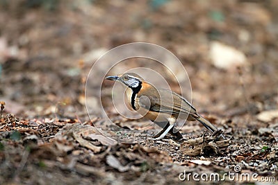 Greater Necklaced Laughingthrush Stock Photo