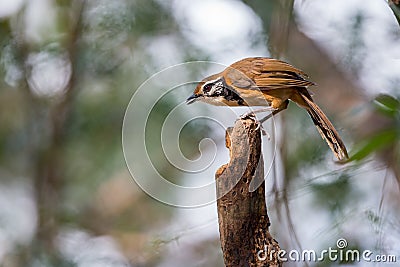 Greater Necklaced Laughingthrush searching for food Stock Photo