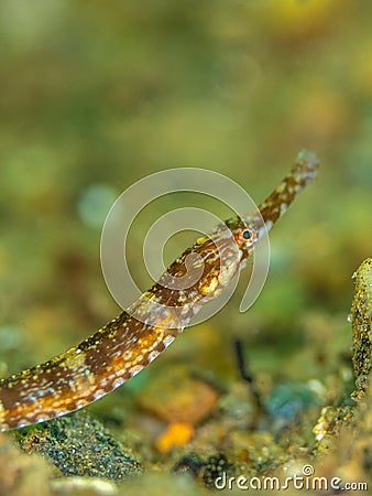 Greater pipefish. Conger Alley, Scotland Stock Photo