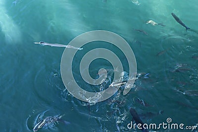 Greater pipefish Stock Photo