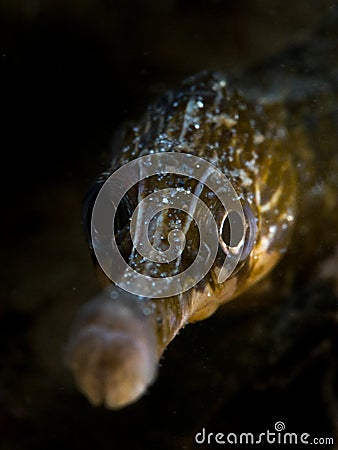 Greater Pipefish - Loch Sween Stock Photo